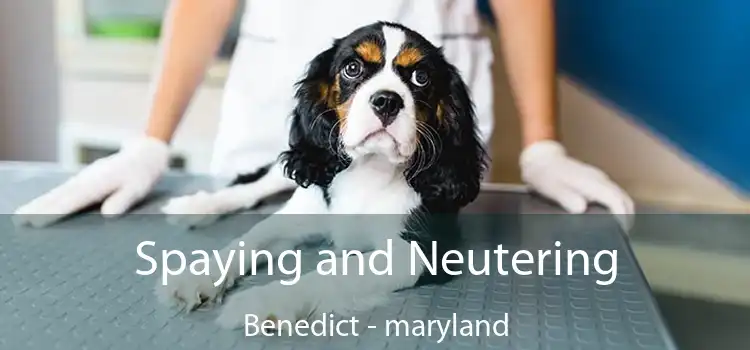 Spaying and Neutering Benedict - maryland