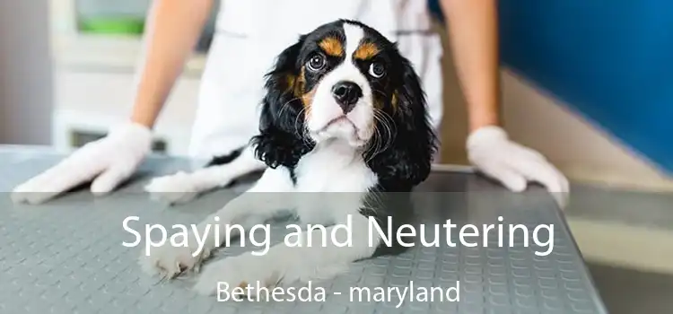 Spaying and Neutering Bethesda - maryland