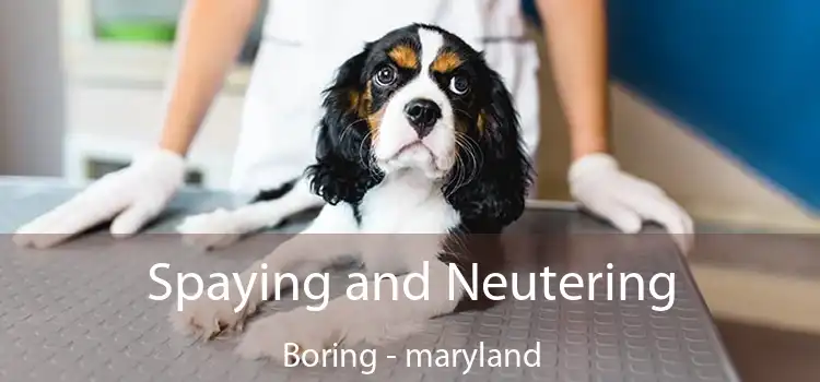 Spaying and Neutering Boring - maryland