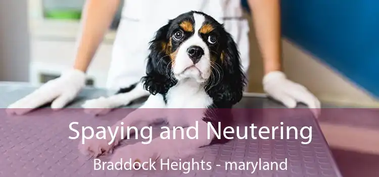 Spaying and Neutering Braddock Heights - maryland