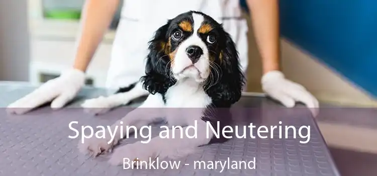 Spaying and Neutering Brinklow - maryland