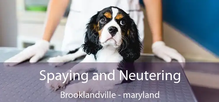 Spaying and Neutering Brooklandville - maryland