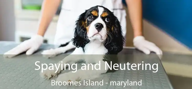 Spaying and Neutering Broomes Island - maryland