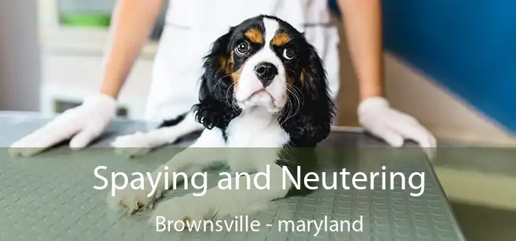 Spaying and Neutering Brownsville - maryland