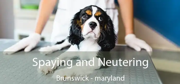 Spaying and Neutering Brunswick - maryland