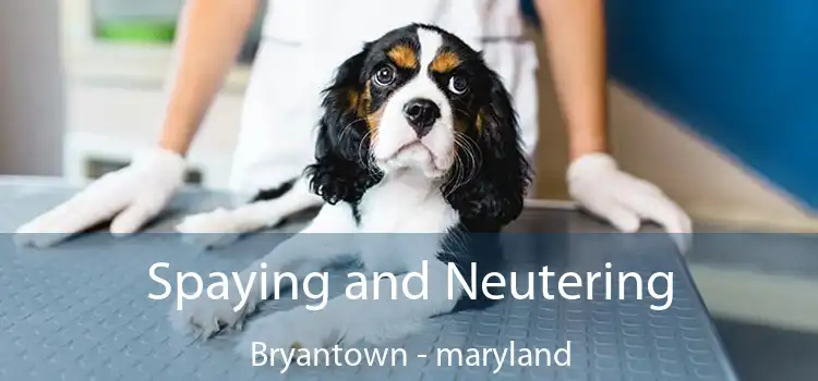 Spaying and Neutering Bryantown - maryland