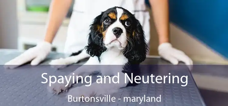 Spaying and Neutering Burtonsville - maryland