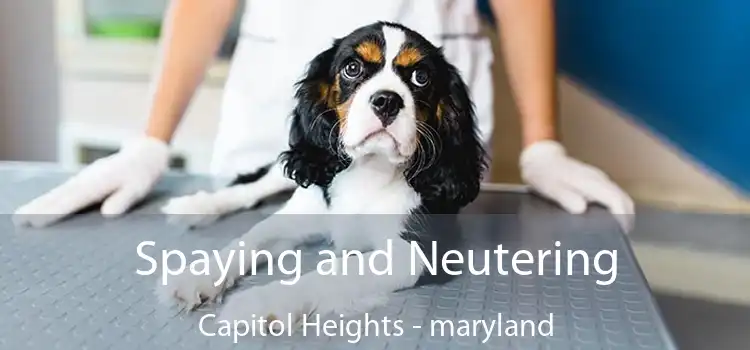 Spaying and Neutering Capitol Heights - maryland