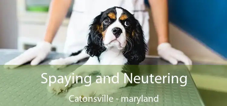 Spaying and Neutering Catonsville - maryland