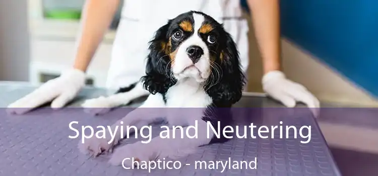 Spaying and Neutering Chaptico - maryland