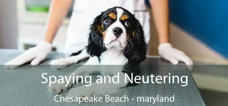 Spaying and Neutering Chesapeake Beach - maryland