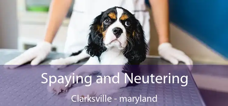 Spaying and Neutering Clarksville - maryland