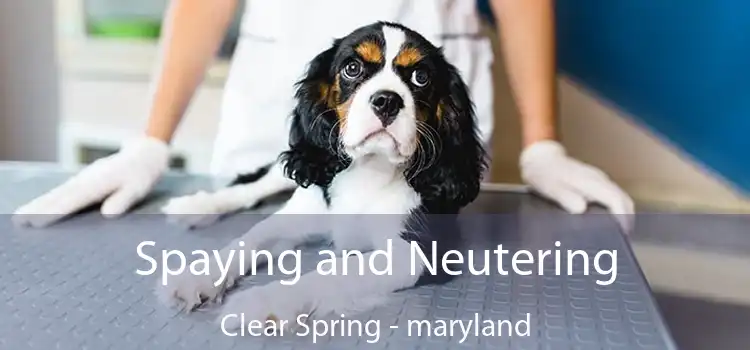 Spaying and Neutering Clear Spring - maryland