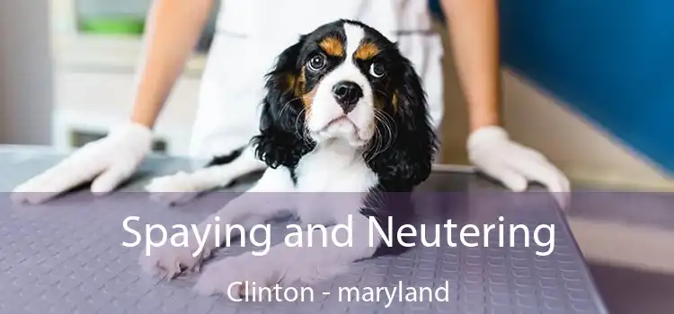 Spaying and Neutering Clinton - maryland