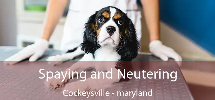 Spaying and Neutering Cockeysville - maryland