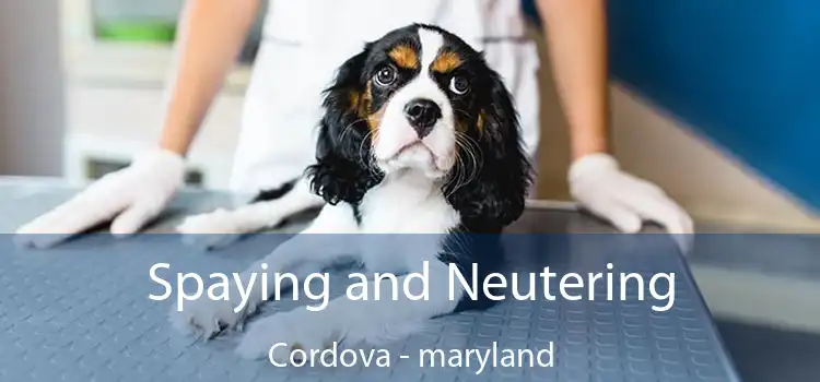 Spaying and Neutering Cordova - maryland