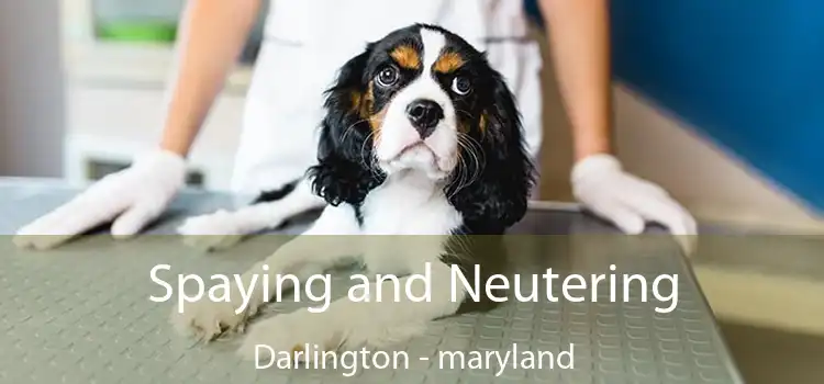 Spaying and Neutering Darlington - maryland