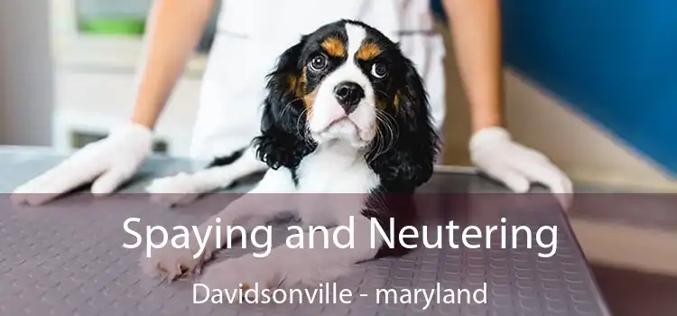 Spaying and Neutering Davidsonville - maryland