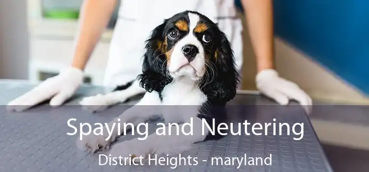 Spaying and Neutering District Heights - maryland