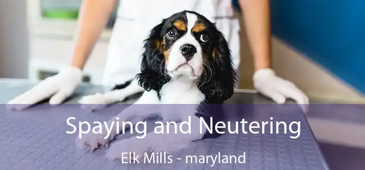 Spaying and Neutering Elk Mills - maryland