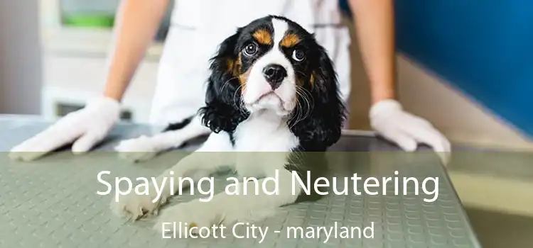 Spaying and Neutering Ellicott City - maryland