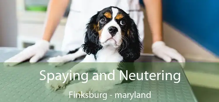 Spaying and Neutering Finksburg - maryland