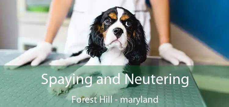 Spaying and Neutering Forest Hill - maryland