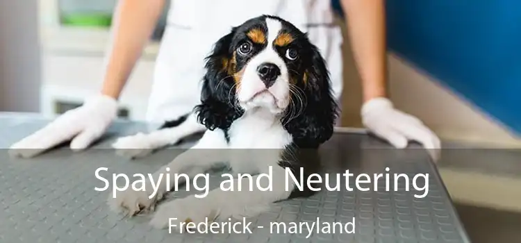 Spaying and Neutering Frederick - maryland