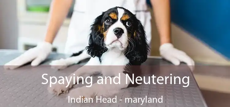 Spaying and Neutering Indian Head - maryland