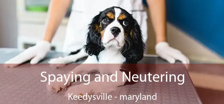 Spaying and Neutering Keedysville - maryland