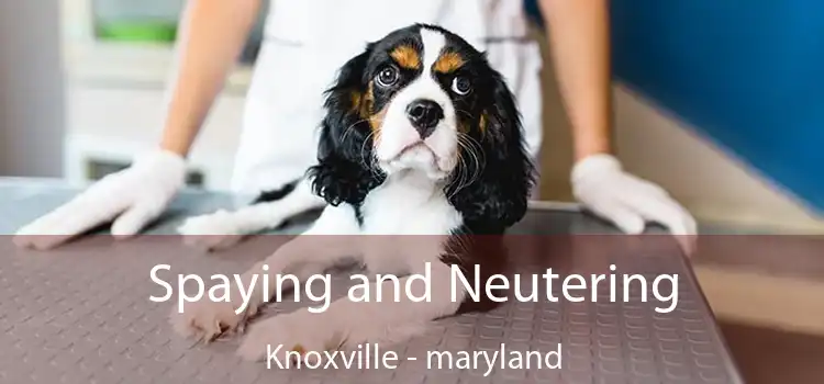 Spaying and Neutering Knoxville - maryland