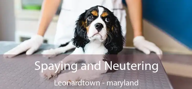 Spaying and Neutering Leonardtown - maryland