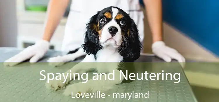 Spaying and Neutering Loveville - maryland