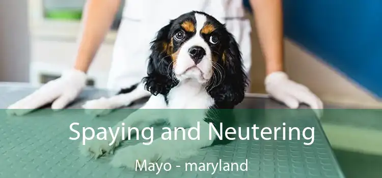 Spaying and Neutering Mayo - maryland