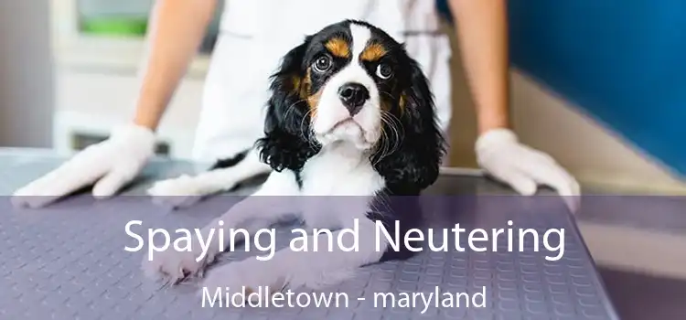 Spaying and Neutering Middletown - maryland