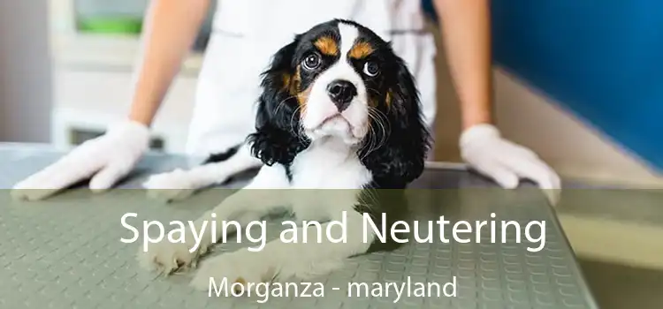 Spaying and Neutering Morganza - maryland