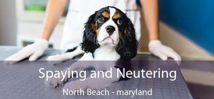 Spaying and Neutering North Beach - maryland