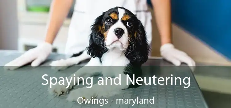 Spaying and Neutering Owings - maryland