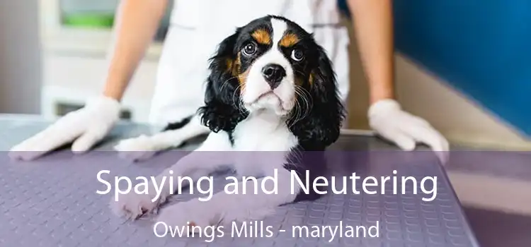 Spaying and Neutering Owings Mills - maryland