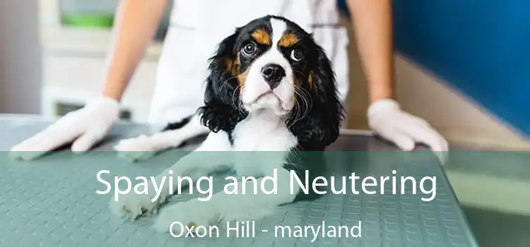 Spaying and Neutering Oxon Hill - maryland