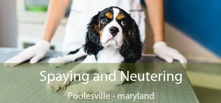 Spaying and Neutering Poolesville - maryland