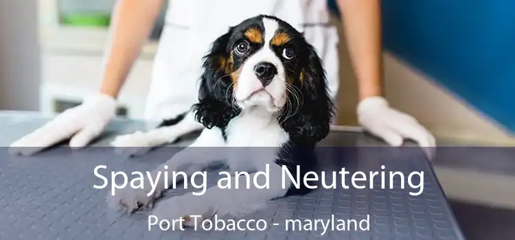 Spaying and Neutering Port Tobacco - maryland