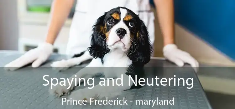 Spaying and Neutering Prince Frederick - maryland