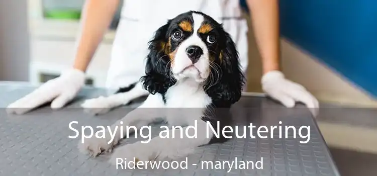 Spaying and Neutering Riderwood - maryland