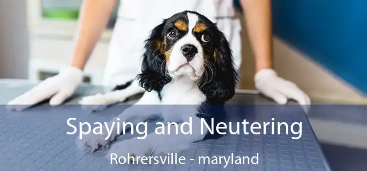 Spaying and Neutering Rohrersville - maryland