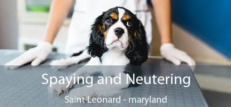 Spaying and Neutering Saint Leonard - maryland