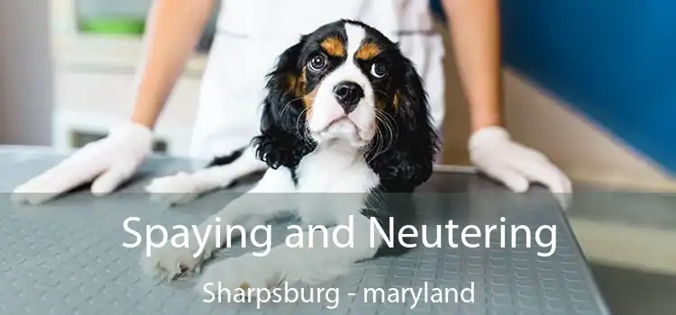 Spaying and Neutering Sharpsburg - maryland