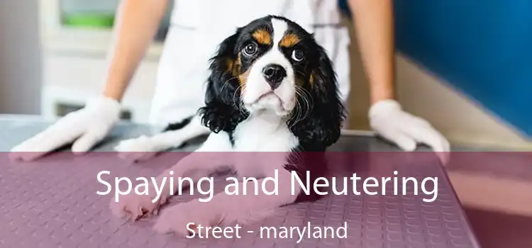 Spaying and Neutering Street - maryland