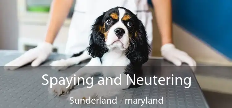 Spaying and Neutering Sunderland - maryland