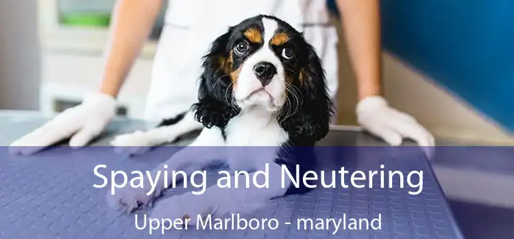 Spaying and Neutering Upper Marlboro - maryland